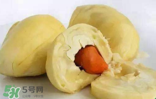 榴蓮籽能種嗎？榴蓮籽怎么種小盆栽？