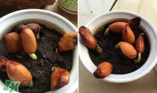 榴蓮籽能種嗎？榴蓮籽怎么種小盆栽？