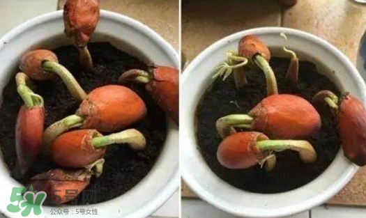榴蓮籽能種嗎？榴蓮籽怎么種小盆栽？
