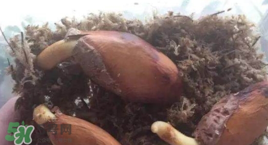 榴蓮籽能種嗎？榴蓮籽怎么種小盆栽？