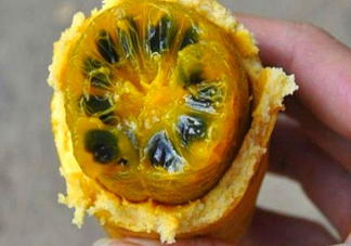 八月炸適合哪里種植？八月炸作用和功效是什么