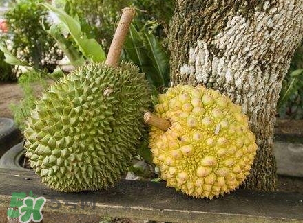 哺乳期吃榴蓮對(duì)寶寶有影響嗎？哺乳期吃榴蓮寶寶會(huì)過敏嗎？
