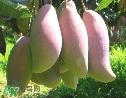 芒果有哪些品種？哪種芒果最好吃？