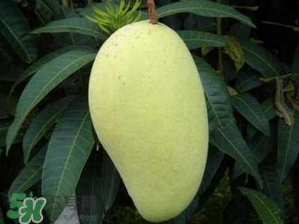 芒果有哪些品種？哪種芒果最好吃？