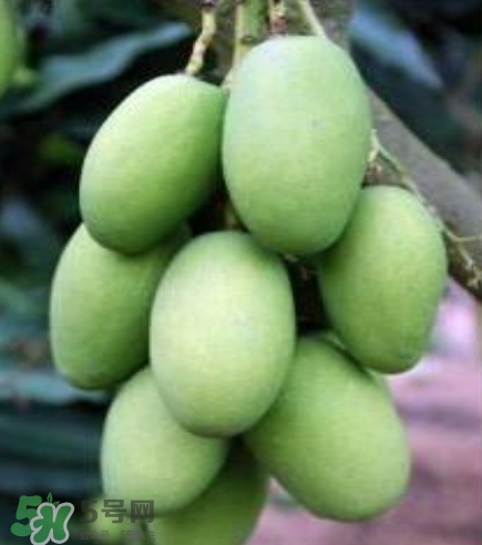 芒果有哪些品種？哪種芒果最好吃？