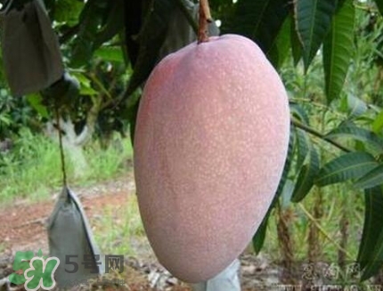 芒果有哪些品種？哪種芒果最好吃？