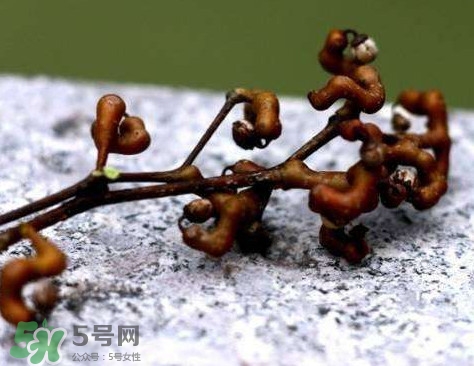 拐棗可以嫁接嗎？拐棗是哪里的特產(chǎn)