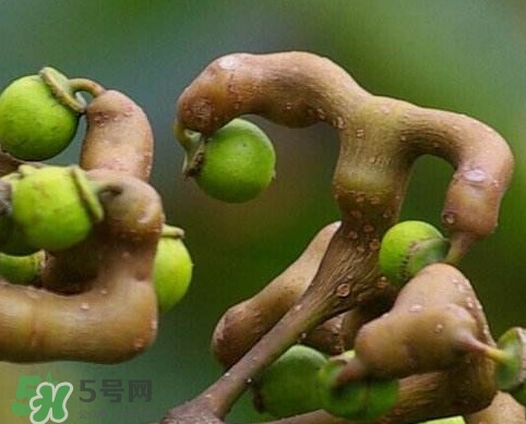 拐棗為什么沒人買？拐棗學名是什么