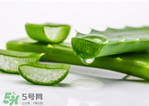 蘆薈泡酒治皮膚病嗎？蘆薈泡酒的功效與作用