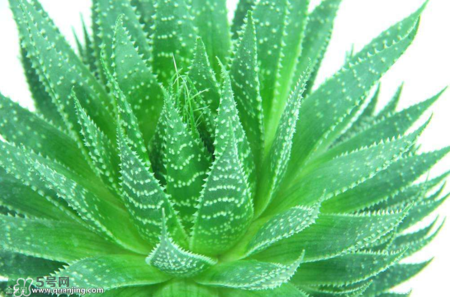 蘆薈有哪些作用？蘆薈會開花嗎？
