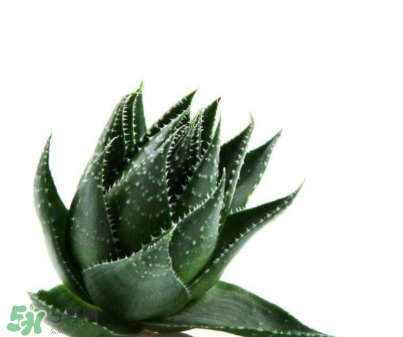 敏感肌能使用蘆薈護膚嗎？蘆薈膠有什么用？