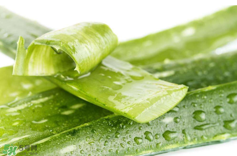 敏感肌能使用蘆薈護膚嗎？蘆薈膠有什么用？