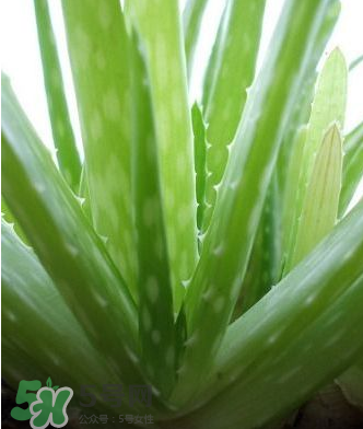 蘆薈膠的醫(yī)療作用有哪些？蘆薈膠的使用方法有哪些？