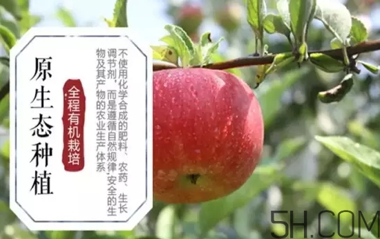 美八蘋果價格多少錢？美八蘋果多少錢一斤？