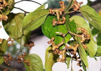 新鮮拐棗吃著澀怎么處理？拐棗為什么澀