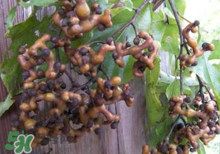 拐棗熬水喝有哪些好處？拐棗怎樣種植