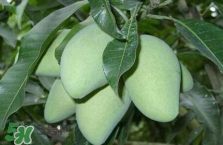 芒果有哪些品種？哪種芒果最好吃？