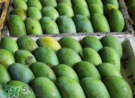 芒果有哪些品種？哪種芒果最好吃？