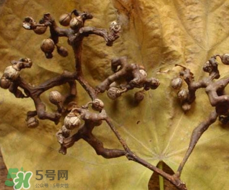 拐棗為什么沒人買？拐棗學名是什么