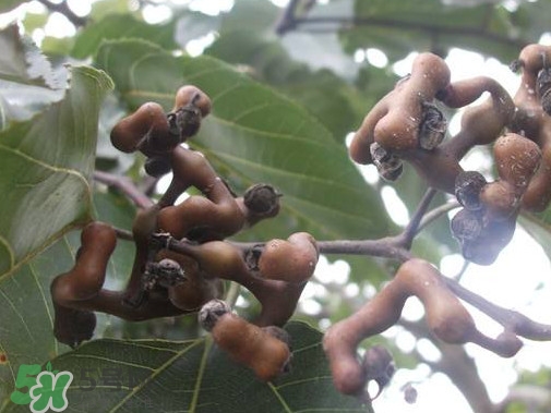 拐棗熬水喝有哪些好處？拐棗怎樣種植