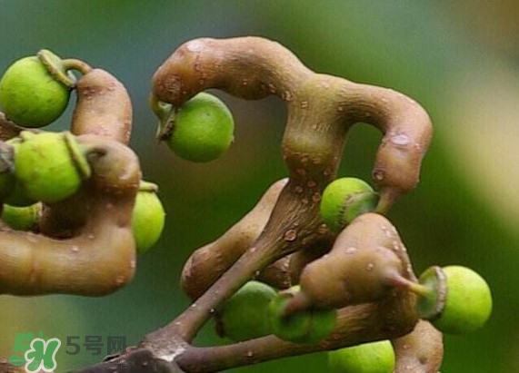 拐棗怎么保存？拐棗什么人不能吃