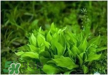 螺旋藻是海帶嗎？螺旋藻是海藻嗎？