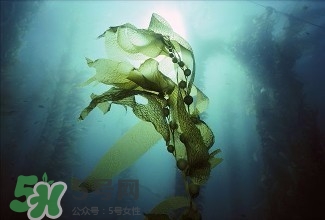 螺旋藻能解酒嗎？解酒的方法有哪些？