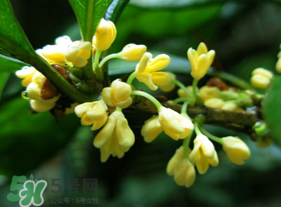 新鮮桂花怎么清洗？新鮮桂花可以冷凍嗎？