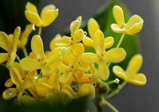新鮮桂花怎么清洗？新鮮桂花可以冷凍嗎？