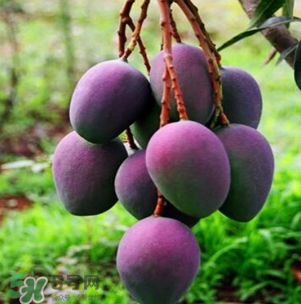 芒果有哪些品種？哪種芒果最好吃？