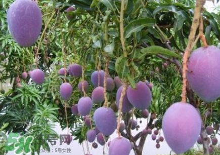 芒果有哪些品種？哪種芒果最好吃？