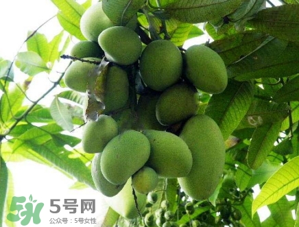 芒果有哪些品種？哪種芒果最好吃？