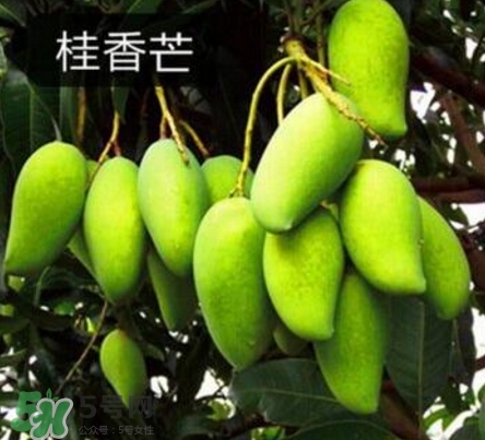 芒果有哪些品種？哪種芒果最好吃？