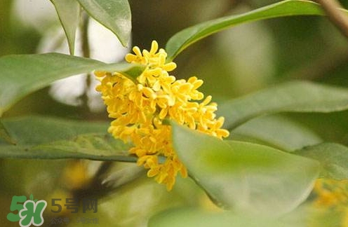 新鮮桂花怎么清洗？新鮮桂花可以冷凍嗎？