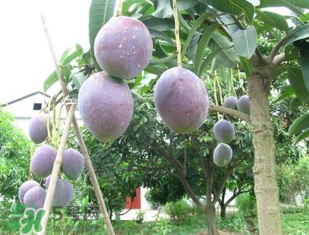 芒果有哪些品種？哪種芒果最好吃？