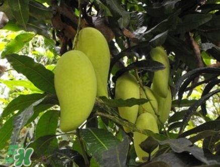 芒果有哪些品種？哪種芒果最好吃？
