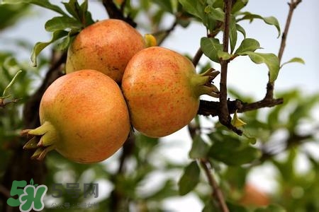 中秋節(jié)吃石榴嗎？中秋節(jié)吃石榴有什么寓意？
