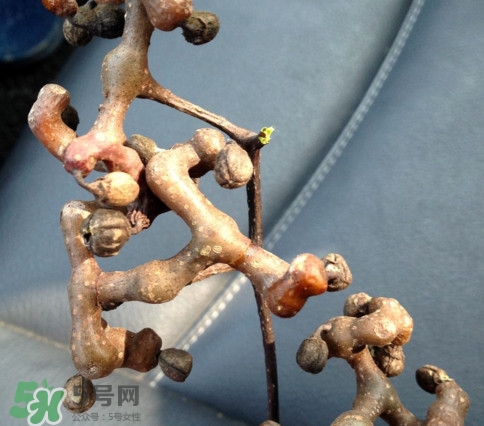 新鮮拐棗吃著澀怎么處理？拐棗為什么澀