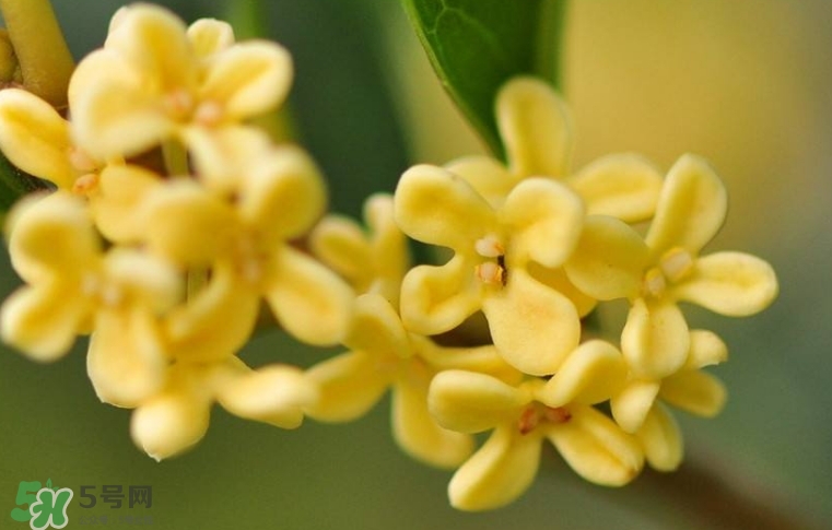 新鮮桂花怎么清洗？新鮮桂花可以冷凍嗎？