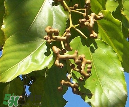 吃拐棗對(duì)人有什么好處？拐棗哪里有賣(mài)的