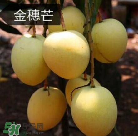 芒果有哪些品種？哪種芒果最好吃？