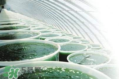 螺旋藻是飯前吃還是飯后吃？螺旋藻怎么吃？
