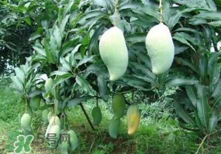 芒果有哪些品種？哪種芒果最好吃？
