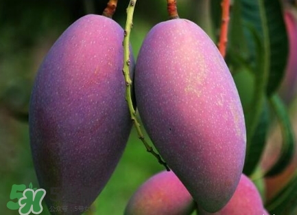 芒果有哪些品種？哪種芒果最好吃？