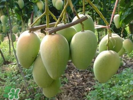 芒果有哪些品種？哪種芒果最好吃？