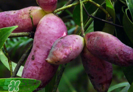 八月瓜的籽怎么吃？八月瓜籽的功效作用