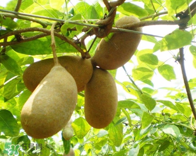 八月瓜孕婦能吃嗎？八月瓜的功效與作用