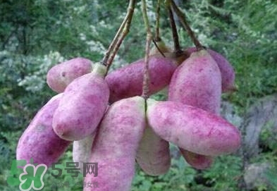 八月瓜可以補(bǔ)腎嗎？八月瓜的營養(yǎng)價(jià)值