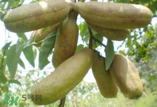 八月瓜可以經(jīng)常吃嗎？八月瓜可以多吃嗎？