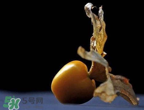 姑娘果可以泡水喝嗎？姑娘果怎么泡水喝？